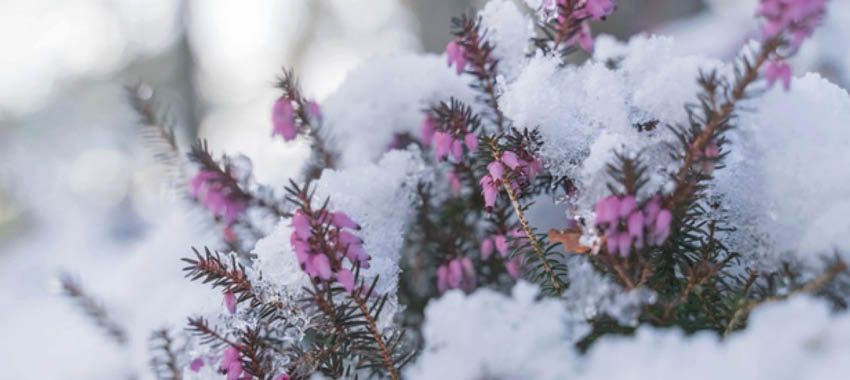 Les bruyères d'hiver